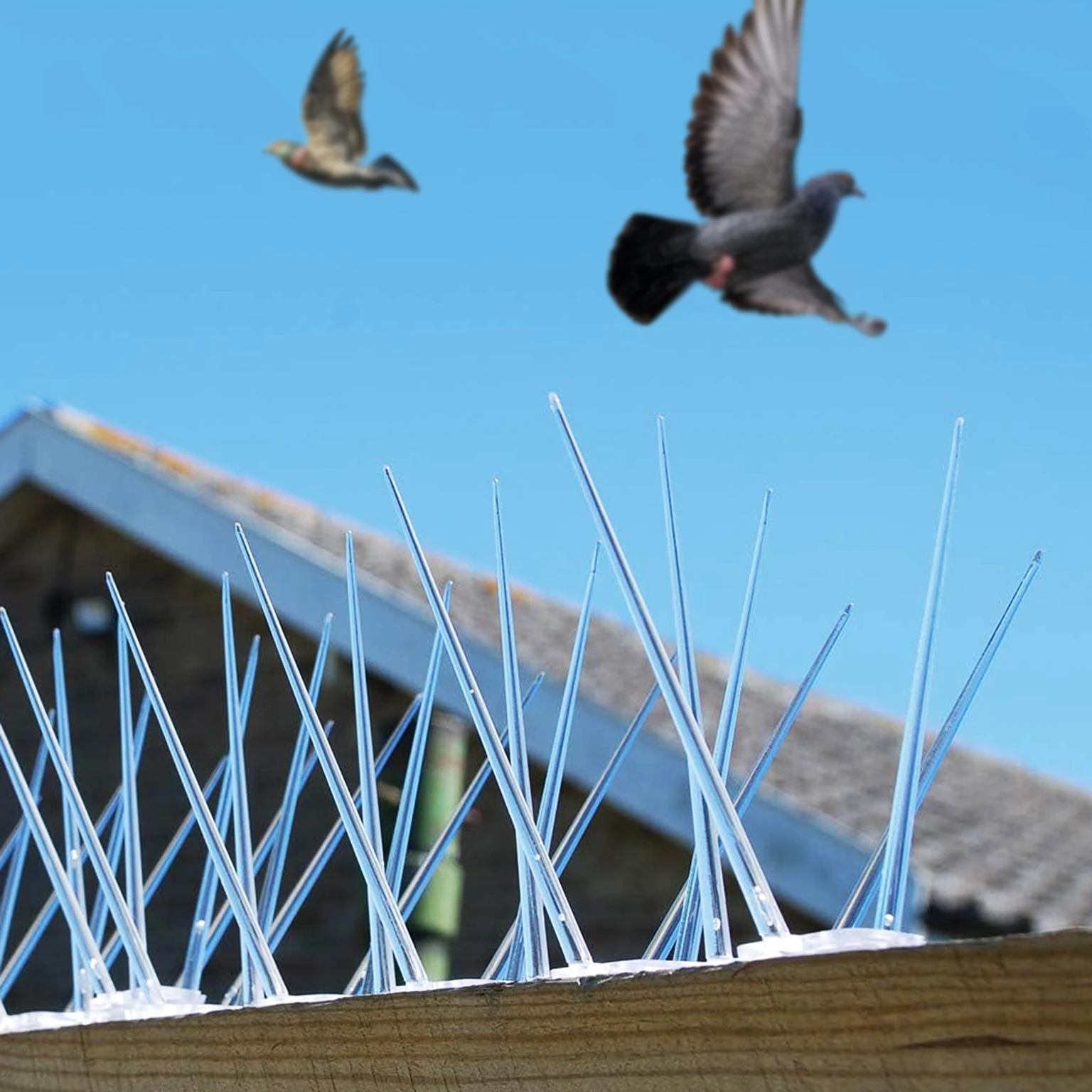 Bird Spikes Chennai