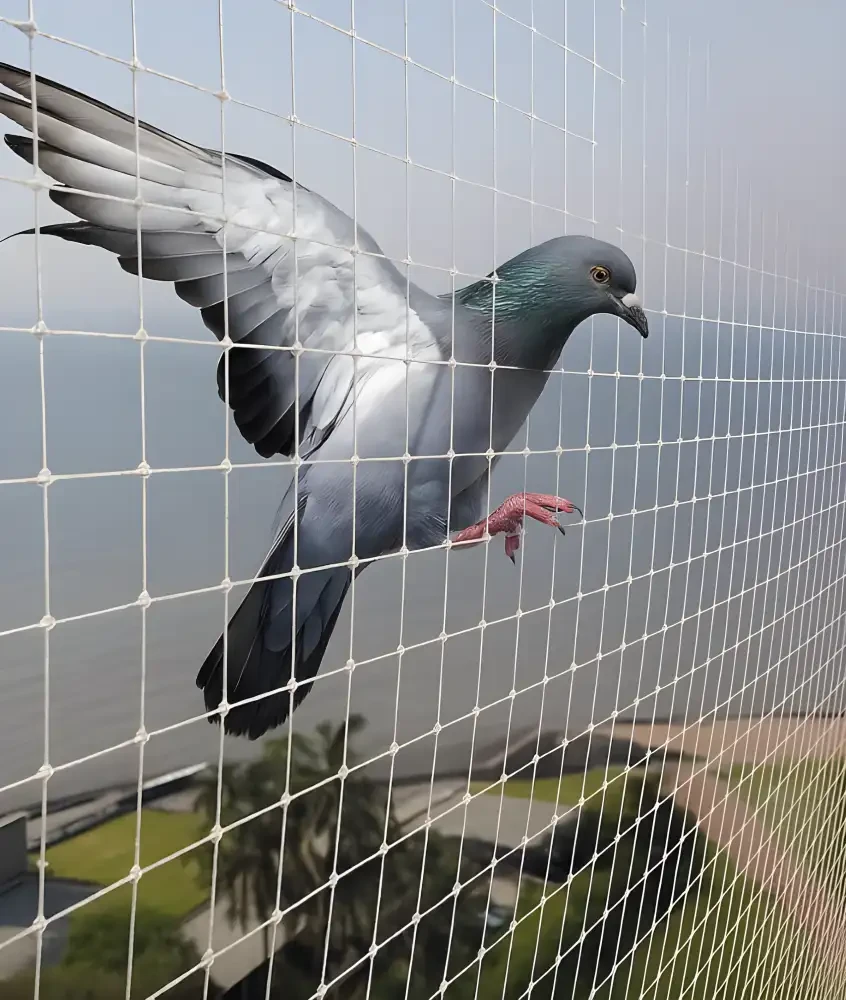Pigeon net balcony Chennai